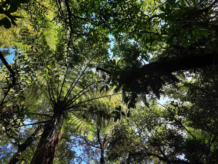 Looking up to nature